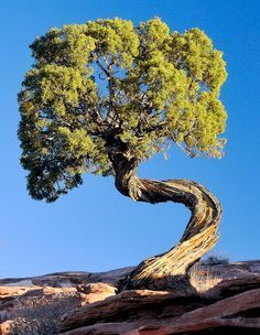 Weird Trees, Juniper Tree, Twisted Tree, Beautiful Trees, Lone Tree, Moab Utah, Utah Usa, Old Trees, Ancient Tree