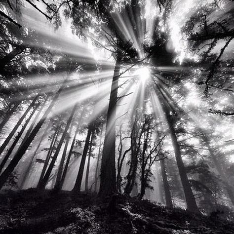 Lost Forever Sacred Garden, Lost Forever, Sepia Photography, Scenic Photography, Dramatic Lighting, Black White Photos, Beauty Art, Image Photography, Light Photography