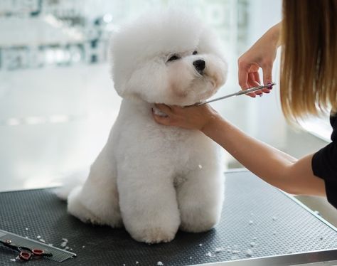 21 Bichon Frise Haircuts & Grooming Styles in 2022 (With Pictures) | Hepper Bichon Grooming Styles, Bishon Dogs Grooming, Bishon Dogs Haircut, Shichon Grooming Styles, Bichon Haircut, Bichon Frise Haircut Styles, Bichon Puppy, Puppy Haircut, Dog Grooming Styles