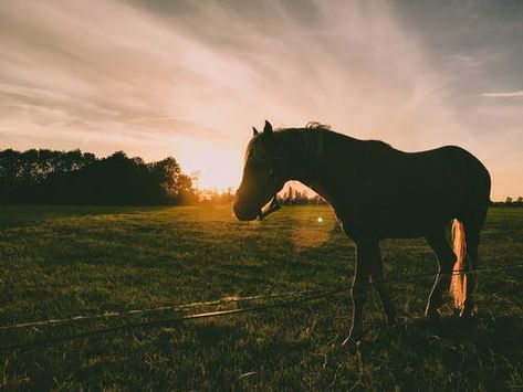 2,000+ Best Horse Photos · Free to Download · Pexels Stock Photos Largest Horse Breed, Equine Therapy, Silhouette Photography, Horse Owner, Horse Photos, Back To Nature, Horse Pictures, Horse Breeds, Photoshop Lightroom