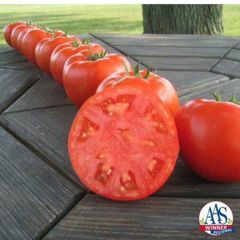 Tomato Mountain Merit F1 | All-America Selections Tomato Disease, Determinate Tomatoes, Growing Organic Tomatoes, Heirloom Tomato Seeds, Plant Insects, Cucumber Seeds, Organic Tomatoes, Red Tomato, Juicy Tomatoes