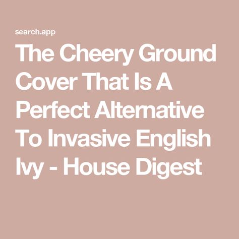 The Cheery Ground Cover That Is A Perfect Alternative To Invasive English Ivy - House Digest Native Ground Cover, Ground Cover Shade, Plants That Love Shade, Hedera Helix, English Ivy, Ground Covers, Ivy House, Indigenous Americans, Ground Cover Plants