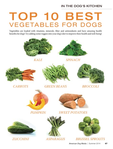 Dog Food Add Ins, Dog Safe Vegetables, Dog Vegetables, Foods Dogs Can Eat, Treat Business, Puppy Kennel, Diy Dog Food, Make Dog Food, Healthy Dog Treats Homemade