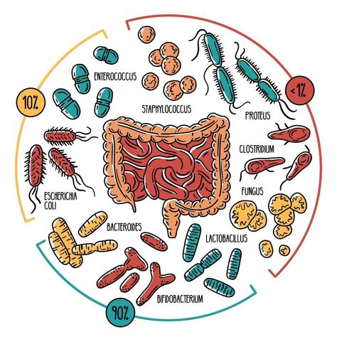 Functional Medicine Doctors, Tips Saludables, Medical Laboratory Science, Gut Brain, Flora Intestinal, Gut Microbiota, Dragon Boat Festival, Medical Laboratory, Gut Bacteria