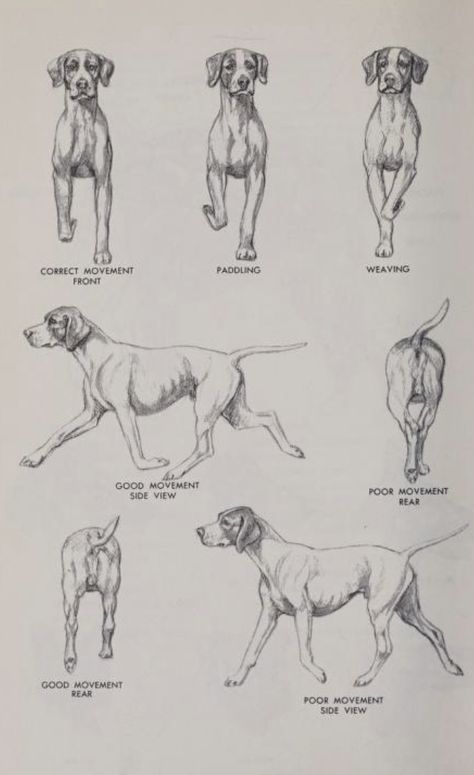 The Complete Dog Book 1964 Dog Study Drawing, Small Dog Anatomy, Dog Leg Anatomy, Dog Anatomy Study, Dog Anatomy Reference, Dog Poses Drawing, Dog Anatomy Drawing, Dog Reference Drawing, Dogs Anatomy