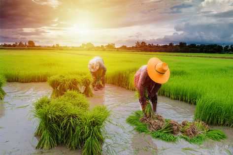 Ever Thought What Might Be The Scope For #Agricuturists In India? Here's All The Info You Would Want To Know If You Are Interested in #BSc in #Agriculture. #CampusHunt #Education https://campushunt.in/blog/best-bsc-agriculture-colleges-bangalore-india/ Agriculture Landscape, Agriculture In India, Farmer Working, Agriculture Pictures, Rice Farming, Agriculture Photography, Agriculture Photos, Farm Village, Church Backgrounds