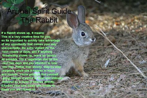 This is a very creative time for you, so it's important to quickly take advantage of any opportunity that comes your way unexpectedly. Rather than steady step by step progress,you'll see it happen in leaps and bounds. You're going to find yourself going through a period of quiet and stillness followed by a burst of intense activity Express your love freely and readily to those you're closest to. Food Conservation, Rabbit Species, Rabbit Facts, Rabbit Brush, Wild Rabbits, Rabbit Habitat, Animal Spirit Guide, Rabbit Pictures, Conservation Biology