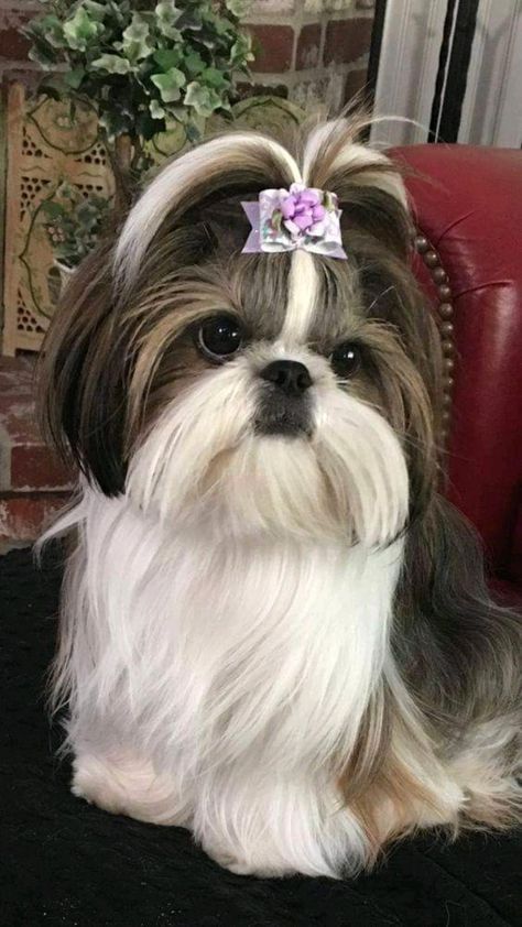 Shitzu Dogs Haircuts, Shih Tzu Hair Styles, Shih Tzu Puppy Cut, Baby Shih Tzu, Shih Tzu Haircuts, Perro Shih Tzu, Chien Shih Tzu, Shitzu Dogs, Shih Tzu Grooming