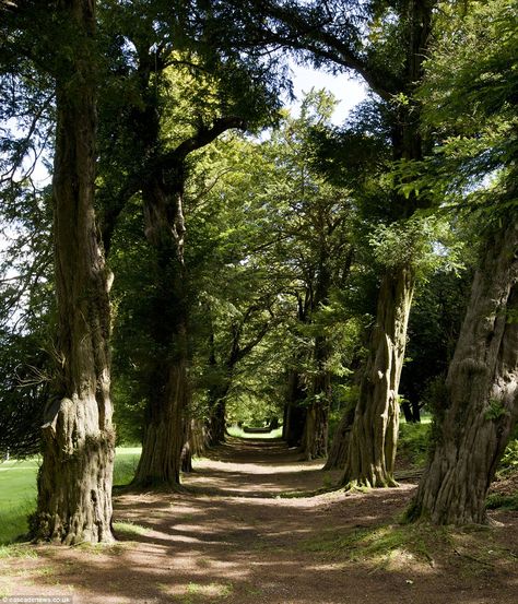 Kleish Castle, Scotland. The gardens include a walkway of yew trees dating back to 1620, the oldest in Scotland, while one of the surviving 10ft-thick walls at the castle, in Kinross, is reckoned to date back to the 14th century Castle Pictures, Queen Of Scots, Castle Scotland, Mary Queen Of Scots, The Castle, 14th Century, Walkway, Scotland, Castle