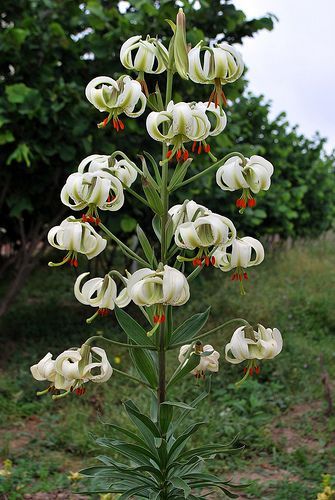 Lilium ledebourii Courtyard Landscaping, White Gardens, Azerbaijan, Dream Garden, Flower Jewellery, Mother Nature, Garden Landscaping, Iran, Flower Garden