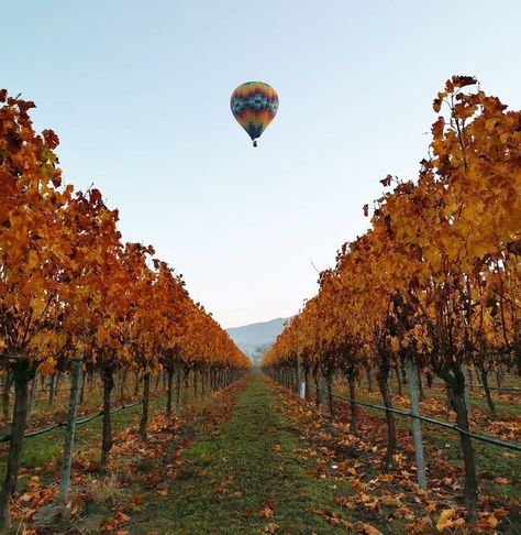 The Best Places to See Fall Colors in Napa Valley - The Visit Napa Valley Blog Napa Valley Map, Napa Valley Restaurants, Napa Valley Hotels, San Francisco Travel Guide, Napa Trip, Napa California, Napa Valley Wine, World Places, Sonoma Valley