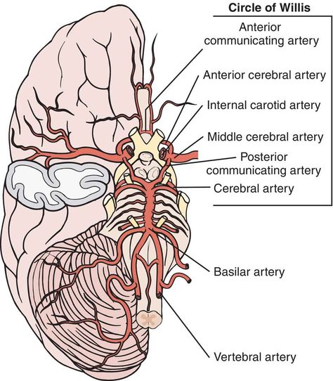 Circle Of Willis Anatomy, Brain Anatomy And Function, Circle Of Willis, Nervous System Anatomy, Anatomy Flashcards, Radiology Student, Medical Dictionary, Medical School Life, Basic Anatomy And Physiology