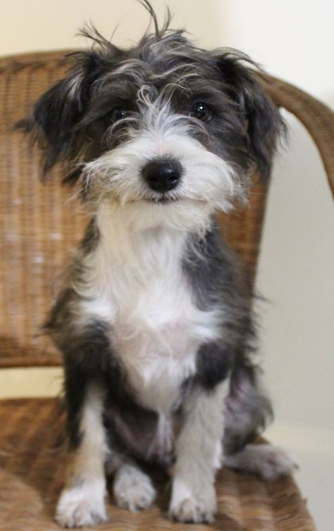 Ruffles is a gorgeous little Maltese x, she is well behaved considering she doesn't really know any commands as yet. She is playful and confident and loves zooming around the paddock. She is... Scruffy Dogs, Border Terrier, Airedale Terrier, Russell Terrier, Cute Cats And Dogs, Jack Russell Terrier, Looking For Love, Small Dog, Beautiful Dogs