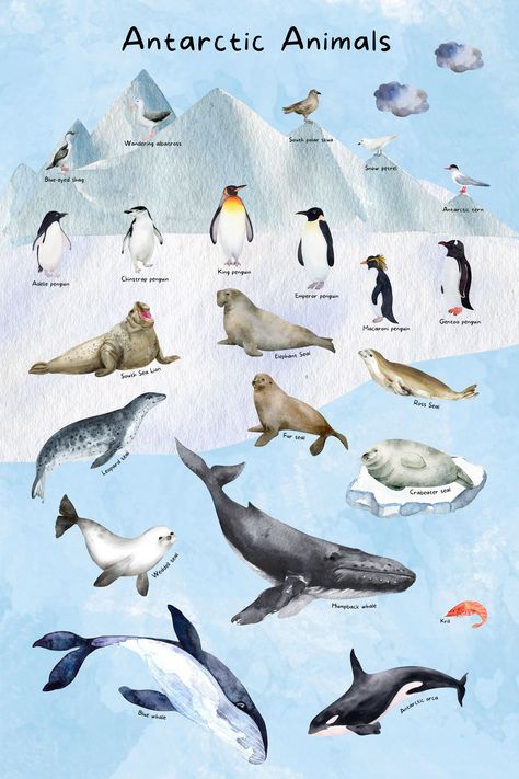 Animals In Antarctica, Antarctic Animals Free Printables, Antarctica Illustration, Antartica Animals, Antarctica Animals, Antarctica Penguins, Antarctica Activities, Seal Painting, Children Playroom