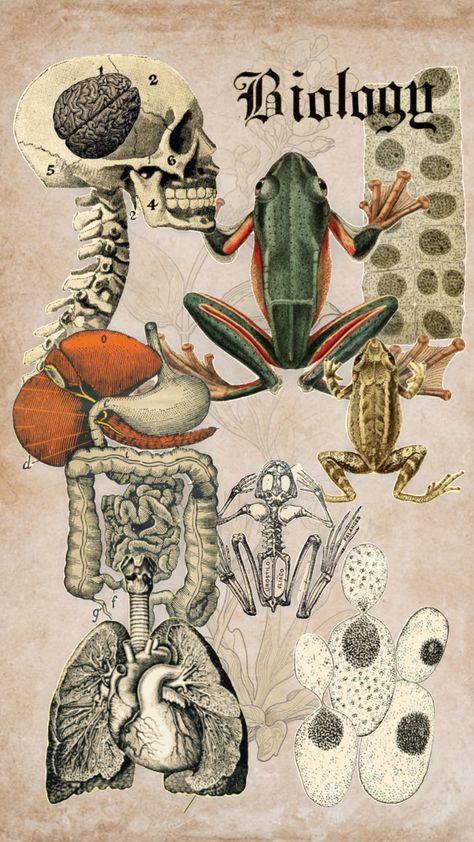 Biology inspired board #biology #anatomy #school #science #skeleton #academia #darkacadamia #aesthetic General Biology Background, Science Skeleton, Biology Aesthetic, Campbell Biology, Biology Poster, Biology Textbook, Biology Student, Notion Library, Biology Anatomy