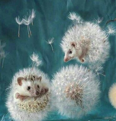 Baby Hedgehogs, Ako Kresliť, Illustration Kunst, Marjolein Bastin, Art Mignon, Charcoal Drawings, Art Et Illustration, Cat Eyes, Arte Animal