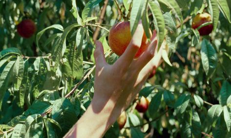 Best Italian Food, Italian Foods, Peach Tree, Summer Movie, Summer Story, Best Italian Recipes, Wheat Fields, Peach Trees, Italian Culture