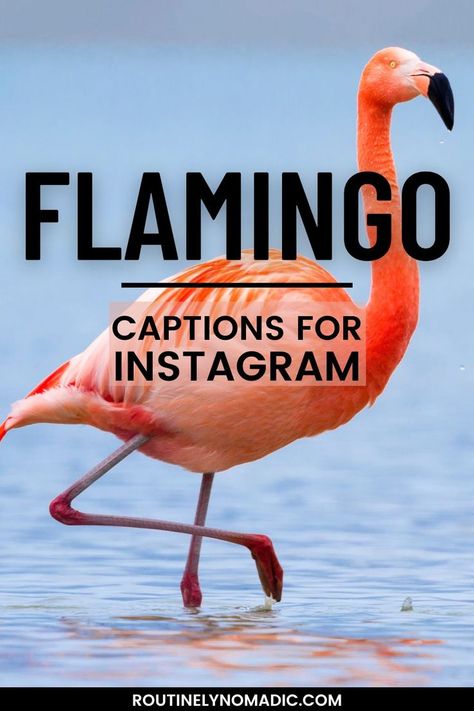 Bird in water with words Flamingo captions for Instagram Flamingos Quote, Summer Flamingo, Funny Flamingo, New Beginning Quotes, Captions For Instagram, Summer Quotes, Fun Diy Crafts, Pink Flamingo, Pink Outfit