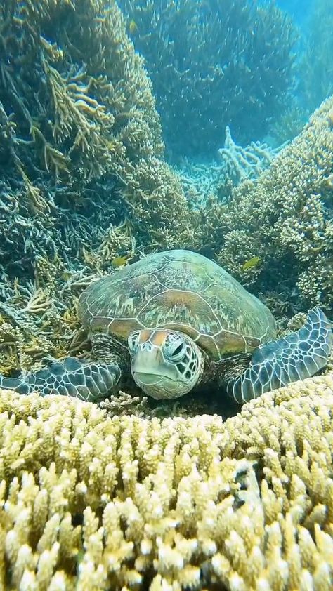 mitchellpettigrew on Instagram: Getting a Clean 😍❤🥰 . Heron Island, Queensland, Australia . Please Like, Share, Save and Comment 🙏🏻 . Follow @mitchellpettigrew for more 🥰… Heron Island Australia, Heron Island, Queensland Australia, Queensland, Australia, Animals, On Instagram, Quick Saves, Instagram