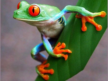 :) Blue Frog, Red Eyed Tree Frog, Frog Wallpaper, Frog Pictures, Frog Tattoos, Funny Frogs, Frog Art, Tree Frog, Airbrush Art