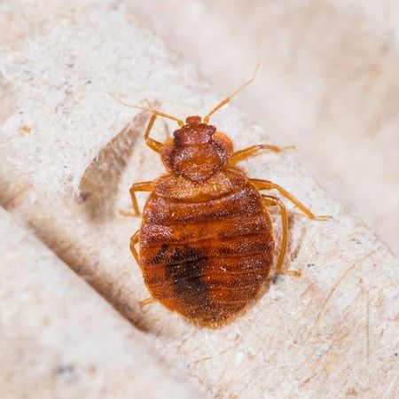 bed bug Bed Bug Trap, Bed Bug Spray, Kill Bed Bugs, Rid Of Bed Bugs, Bed Bug Bites, Baseboard Trim, Bug Control, Bed Bug, Bug Spray