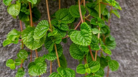 Growth And Care Tips For The Creeping Charlie Creeping Charlie, New Caledonia, Solomon Islands, Growing Indoors, House Plant, Perennial Plants, Papua New Guinea, Caicos Islands, Live Plants