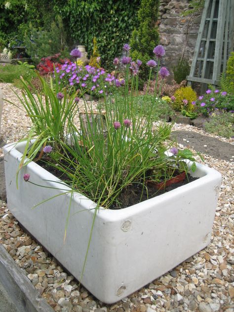 A few herbs growing in the old sink. Sink In Garden, Belfast Sink Planter, Belfast Sink Garden Planter, Belfast Sink Garden, Herbs Growing, Old Sink, Veg Patch, Belfast Sink, Butler Sink