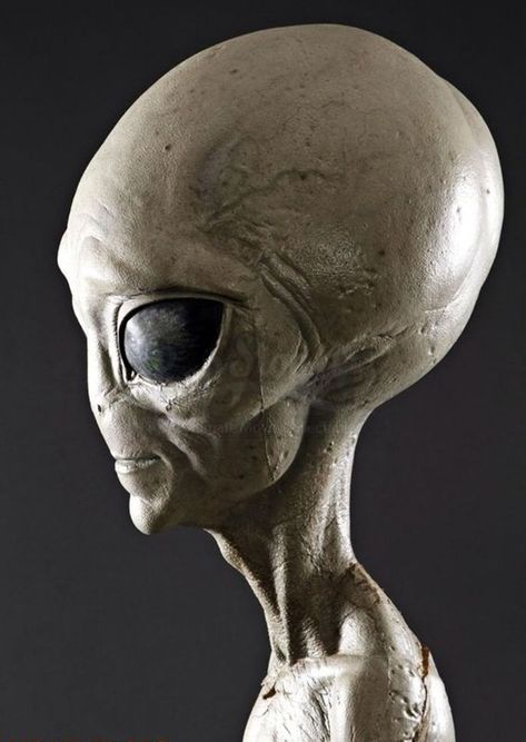 Paul Alien, Paul The Alien, Png Top, Alien Pictures, Alien Photos, Alien Artwork, Alien Encounters, Grey Alien, Alien Tattoo