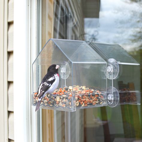 Black Oil Sunflower Seeds, Unique Window, Window Bird Feeder, Plastic Window, Window Well, Backyard Flocks, Plastic Windows, Tray Design, Weather Patterns