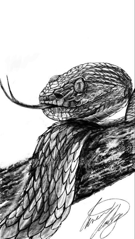 Snake On Tree, Realistic Drawing, Realistic Drawings, Tree Branch, Wool Blanket, Merino Wool Blanket, Tree Branches, Drawings