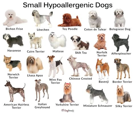 List of Best Small, Medium, Big Hypoallergenic Dog Breeds With Pictures | 101DogBreeds.com Dogs Small Breed, Curly Dog Breeds, Big Fluffy Dog Breeds, Old Money Dog Breeds, Cute Dog Breeds Medium, Toy Breed Dogs, Small Dog Breeds Low Maintenance, Small Dogs That Dont Shed, No Shed Dog Breeds