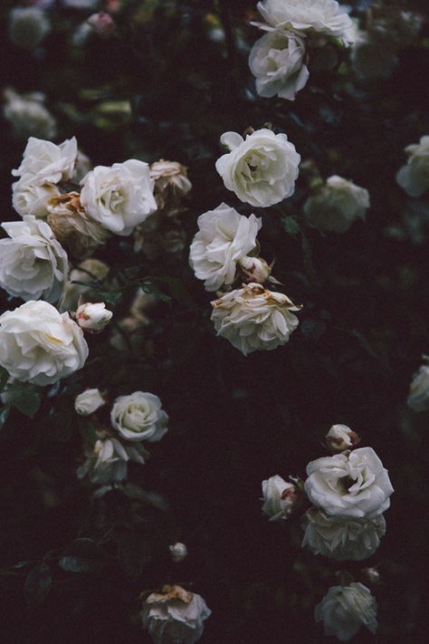 Caroline White, Rough Time, Whatsapp Wallpaper, Dark Flowers, Better Days, Rose Wallpaper, E Card, About Love, Flower Wallpaper