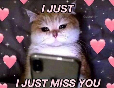 Miss You Images Cute, Memes Text, I Miss You Cute, Cat Reaction, Meme Chat, Relationship Thoughts, I Just Miss You, Love You Meme, Wholesome Pictures