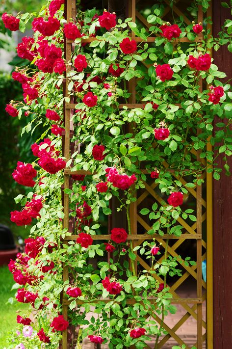 Climbing Shade Plants, Climbing Flowers Trellis, Climbers For Shade, Flowering Shade Plants, Plants That Like Shade, Wall Climbing Plants, Climbing Plants Trellis, Climber Plants, Flower Trellis