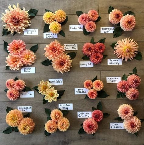 Types of peach dahlias from @dahliasbyjulie, which one is your favorite? 🥰⁠ ⁠ •••⁠ ⁠ #dahlias #dahlia #gardenlife #flowerstagram #rooapron #howdoyouroo #gardengram #gardenersofinstagram #urbangardernersrepublic #gardenersofig #freshblooms #flowersofig #inmygarden #flowerlovers #flowersofinstagram #floweroftheday #floristlife #instaflowers #pursuepretty #inspiredbypetals #soloverly #dailydoseofwhimsy #flowermagic #flowerphotography #thankfulness #peachflowers Dahlias Flower Arrangements, Dahlia Flower Centerpieces, Dahlia Decor, Daliah Flower, Peach Dahlia, Dahlia Flower Arrangements, Flower Farming, Basket Centerpieces, Florist Design