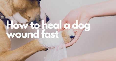 How to Heal A Dog Wounds Fast Wound Care For Dogs, Dog Wound Care Diy, Dog Wound Care, Dog With Eyebrows, Dog Paw Pads, Dog Wound, Dog Leg, Healing Ointment, Dog Things