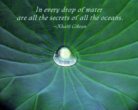 Drop of water on a lily pad and a quote by Khalil Gibran. Water Drop Quotes, Pearl Quotes, Art Captions, Photography Captions, Leaf Quotes, Body Artwork, Nature Quotes Inspirational, Water Quotes, Earth Quotes