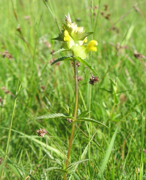 Yellow Rattle seed (Rhinanthus minor) - Wild Flower Lawns and Meadows - Wild Flower Lawns and Meadows Wild Flower Lawn, Yellow Rattle, Flower Lawn, Plants Uk, Grassy Field, Seed Pack, Plants For Sale, Wildflower Seeds, Seed Pods