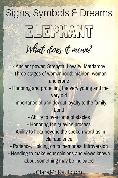 Elephant Spirit Animal, Elephant Meaning, Elephant Quotes, Elephant Tattoo Meaning, Spirit Animal Meaning, Elephant Facts, Animal Meanings, Dream Meaning, Life Dreams