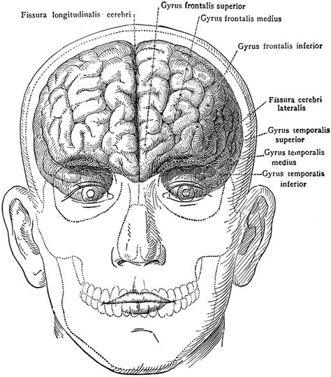 Brain in Relation to Skull and Face Skull And Face Drawing, Brain Drawing Front View, Brain Front View, Brain Reference, Skull With Brain, Brain Dissection, Brain Sketch, Anatomy Clipart, Skull And Brain