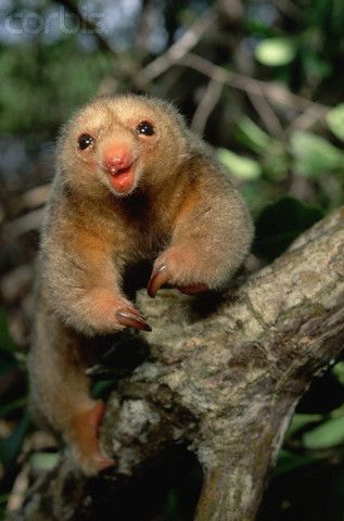 Not sure what this lil guy is, maybe a sloth of some sort, but he sure is adorable! Silky Anteater, Interesting Animals, Rare Animals, Silly Animals, Leather Espadrilles, Weird Animals, Unique Animals, Cute Creatures, Exotic Pets