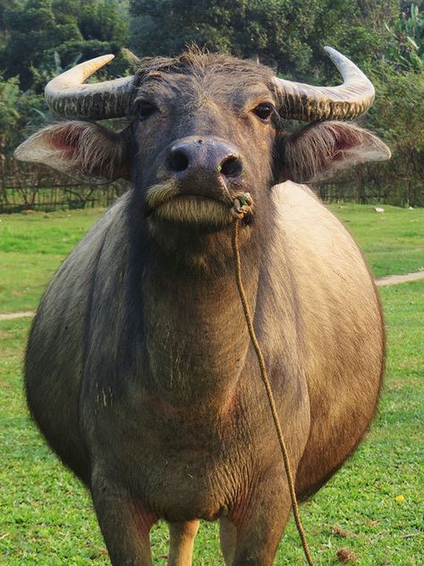 Water Buffalo Water Buffalo Photography, Domestic Water Buffalo, Water Buffalo Art, Water Buffalo Tattoo, Buffalo Tattoo, Rice Plant, Baby Buffalo, Buffalo Art, Sport Poster Design