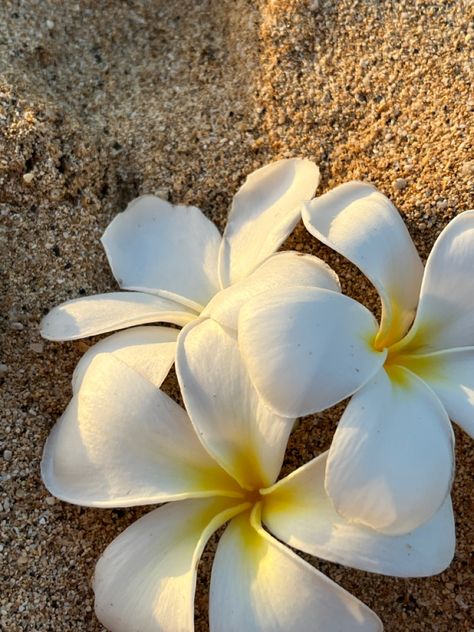 Tiare Flower, Hawaii Aesthetic, Art Ideas, Hawaii, Collage, Flowers, Pins, Art, Nature