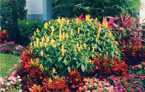 Yellow shrimp plant in a garden setting with Croton, Ti Plant and impatiens or vinca Shrimp Plants, Pink Impatiens, Zone 10 Plants, Shrimp Plant, Hampshire House, Ti Plant, Plant Care Tips, Landscaping Tips, Beach Landscape