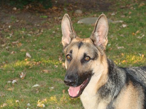 Short Haired German Shepherd: 7 Things You Want To Know Short Haired German Shepherd, Blue German Shepherd, Yorkshire Terrier Haircut, German Shepherd Training, German Shepherd Funny, Border Collie Puppies, Dog Brain, Yorkshire Terriers, Yorkshire Terrier Puppies