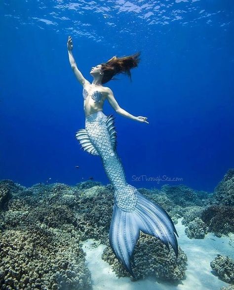 Release your inner mermaid (or merman!). 🧜‍♀️🧜‍♂️ . . . #mermaidlove #mermaidstyle #freediving #diving #spearfishing #dive #apnea #scuba #freedive #scubadiving #padi #diver #reef #scubadive #snorkeling #onebreath #mermaids #mermaidlife #mermaid #mermaidhair #underthesea #underwater #underwaterphotography #ariel #littlemermaid #thelittlemermaid #unicorn Types Of Mermaids, Mermaid Underwater, Realistic Mermaid Tails, Realistic Mermaid, Fin Fun, Silicone Mermaid Tails, Mermaid Photography, Mermaid Cove, Frida Art