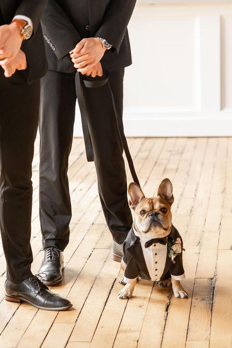 Dogs Ring Bearer, French Bulldog Ring Bearer, Bulldog Wedding, Dog Ring Bearer, Dog Wedding Attire, Ring Bearer Dog, Dog Suit, Birthday Dog, Dog Ring