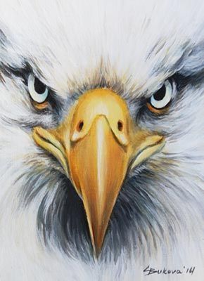 Eagle Face, Eagle Drawing, Eagle Painting, Eagle Pictures, Eagle Art, Angry Bird, Animal Sketches, Color Pencil Art, Bird Drawings