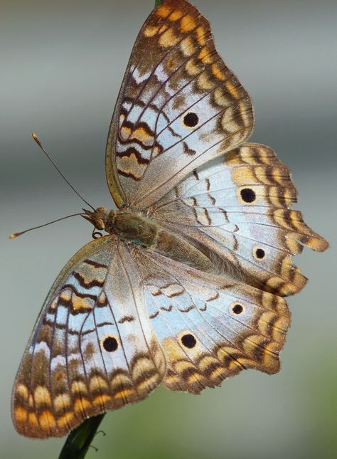 https://flic.kr/p/r7haLD | White Peacock (Anartia jatrophae) | Okeeheelee Park, West Palm Beach, Florida - 15th November, 2014 Photo Papillon, Beautiful Butterfly Pictures, Beautiful Butterfly Photography, Peacock Butterfly, Moth Caterpillar, White Peacock, Butterfly Photos, Beautiful Bugs, Butterfly Pictures