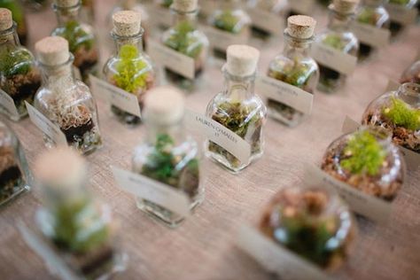 Unique Centerpiece Idea: Wedding Terrariums Geometric Terrarium Centerpiece, Terrarium Wedding Favor, Terrarium Table, Cafe Brauer, Classic Wedding Flowers, Terrarium Centerpiece, Terrarium Wedding, Succulent Wedding Favors, Mini Terrarium